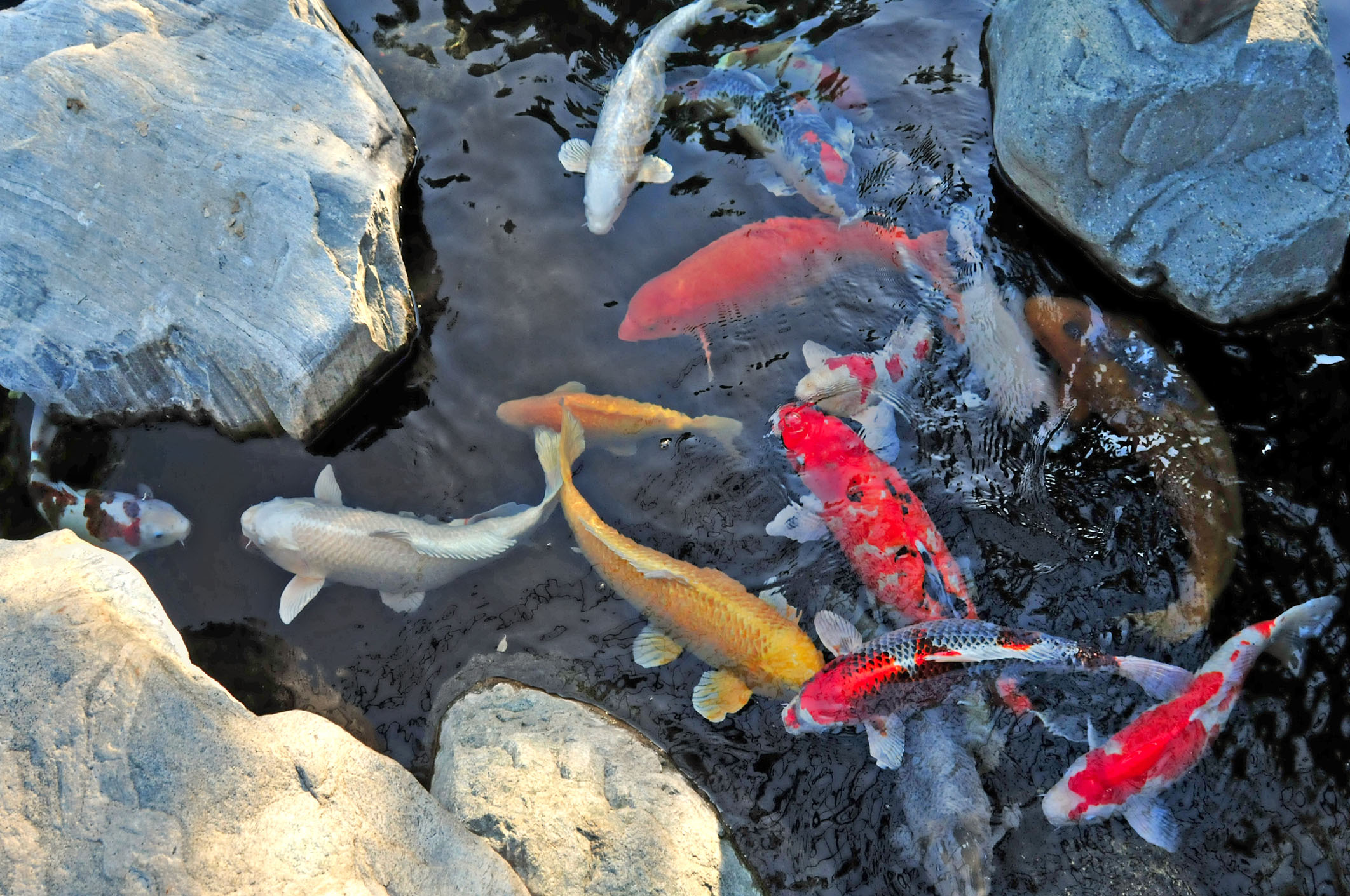 koid pond photo showing close up of fish